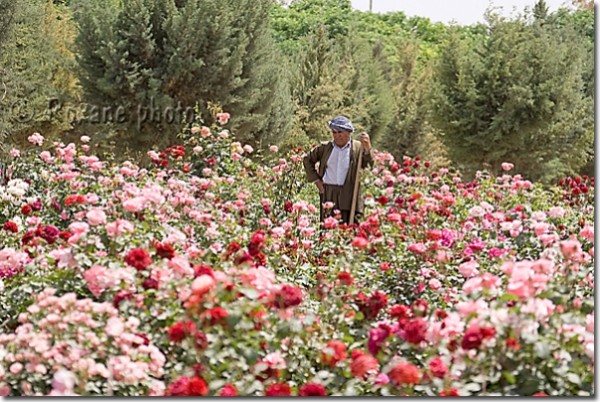 Jardinier kurde