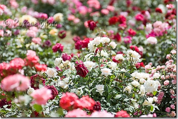 Roses Erbil